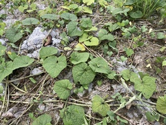 Trichosanthes scabra