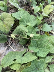 Trichosanthes scabra