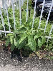 Gymnanthemum amygdalinum