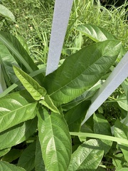 Gymnanthemum amygdalinum