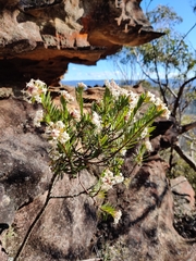 Pimelea linifolia linoides