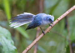 Elminia albicauda