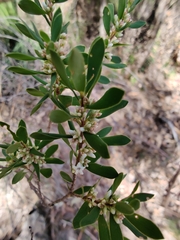 Styphelia mutica