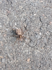 Textrix denticulata