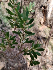 Styphelia mutica