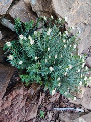 Pimelea linifolia linoides
