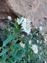 Pimelea linifolia linoides