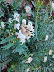 Pimelea linifolia linoides
