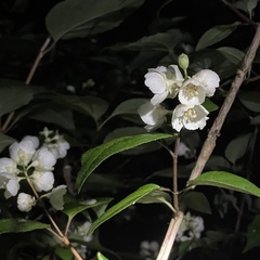 Philadelphus pekinensis