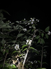 Philadelphus pekinensis