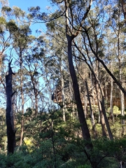 Eucalyptus blaxlandii