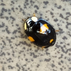 Harmonia axyridis
