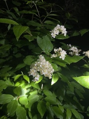 Deutzia parviflora