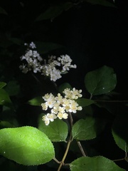 Deutzia parviflora