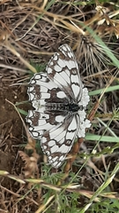 Melanargia russiae