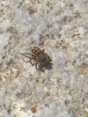 Salticidae