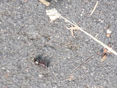 Camponotus ligniperda
