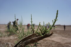 Haloxylon salicornicum