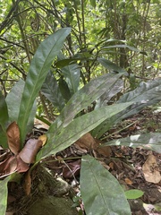 Anthurium crenatum
