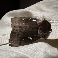 Dirphiopsis trisignata