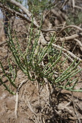 Haloxylon salicornicum