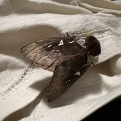 Dirphiopsis trisignata