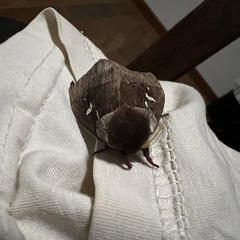 Dirphiopsis trisignata