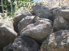 Gallotia stehlini