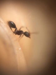 Pheidole