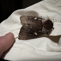 Dirphiopsis trisignata