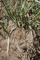Haloxylon salicornicum