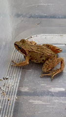 Rana temporaria