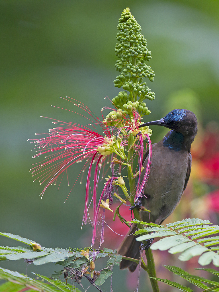 Blue-throated Brown Sunbird photo