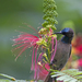 Blue-throated Brown Sunbird - Photo (c) OlegRozhko, some rights reserved (CC BY-NC-ND), uploaded by OlegRozhko