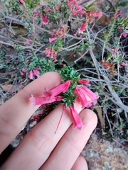 Epacris reclinata