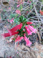 Epacris reclinata
