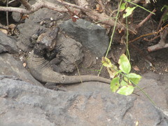 Gallotia stehlini