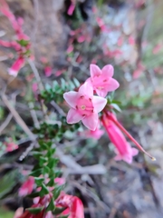 Epacris reclinata