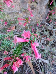 Epacris reclinata