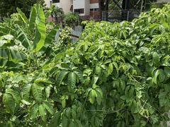 Tetrastigma leucostaphylum