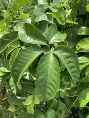 Tetrastigma leucostaphylum