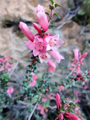 Epacris reclinata