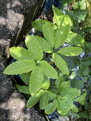 Tetrastigma leucostaphylum