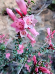Epacris reclinata