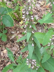 Stachys alpina