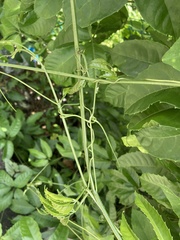 Tetrastigma leucostaphylum