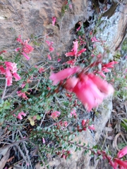 Epacris reclinata