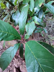 Quintinia sieberi
