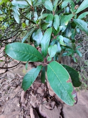 Quintinia sieberi