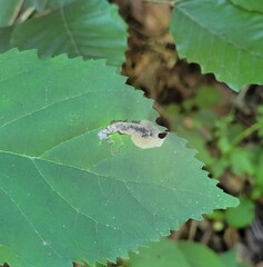 Aspilanta hydrangaeella